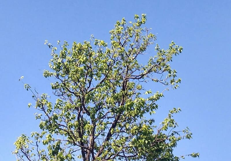 Anuncian jornada cálida