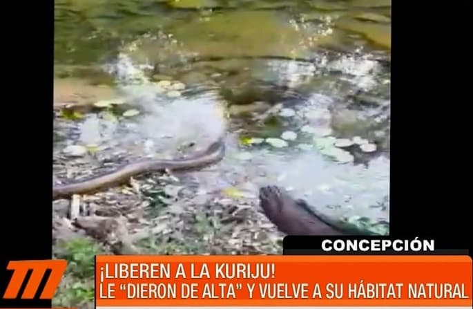 Kuriju capturada en Concepción fue liberada