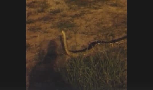 Rescatan a kuriju en la Costanera