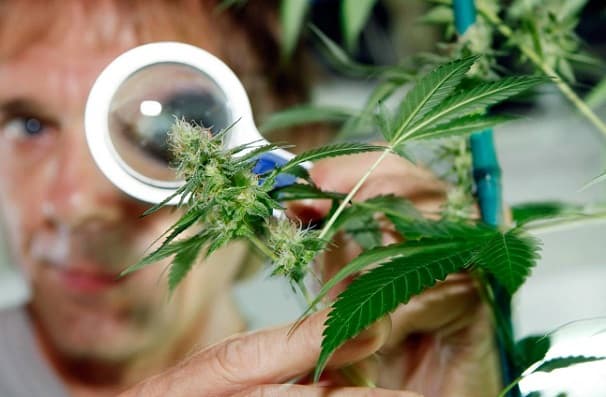 Aprueban proyecto para analizar beneficios de la marihuana