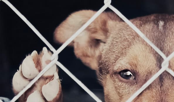 Confirmado: Quienes maltratan animales pueden ir a la cárcel