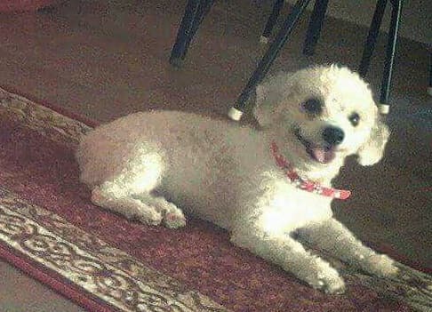 Encontraron a su perrita luego de casi dos años pero se niegan a devolverla