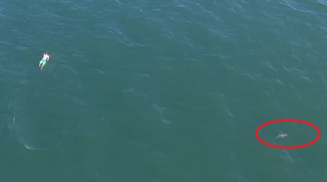 Infringió reglas de tránsito, se tiró al mar y nadó con un tiburón