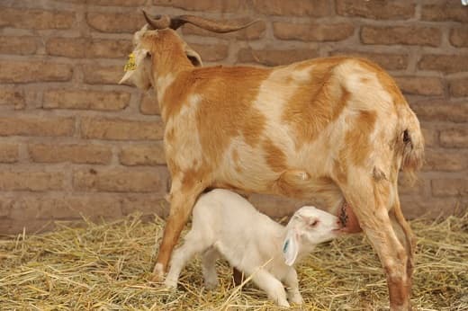 Pareja entabla millonaria demanda por contraer brucelosis