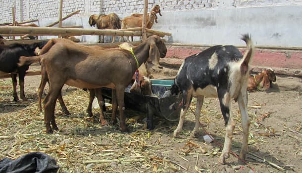 Nuevo caso de brucelosis en docente