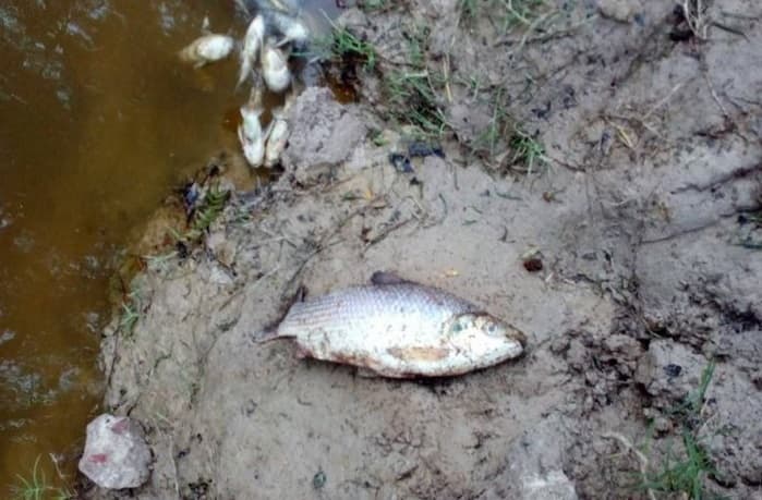 Falta de oxígeno provoca mortandad de peces