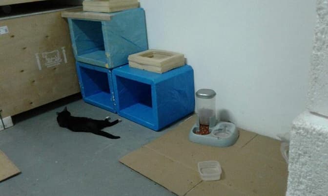 Animales pululan en depósito de vacunas