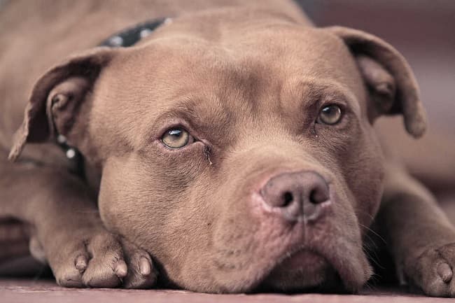 Pitbull salva a mujer de agresión