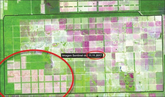 Mediante decreto, Cartes taló 2 millones de árboles