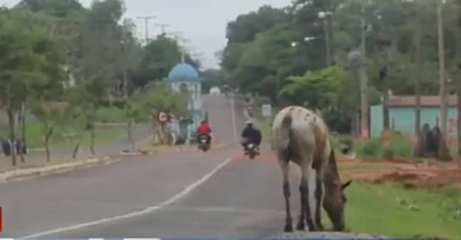 Animales sueltos causan muerte a motociclista