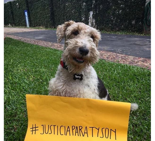 Invitan a una movilización contra el maltrato animal