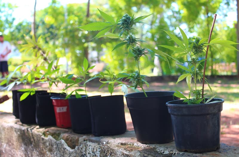 No conforma ley sobre cannabis y buscan alternativas para el autocultivo