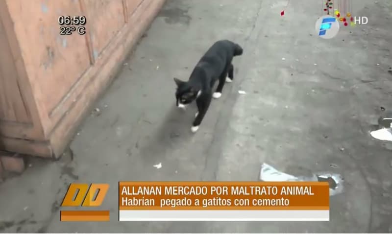 Rescatan a gatos pegados con cemento