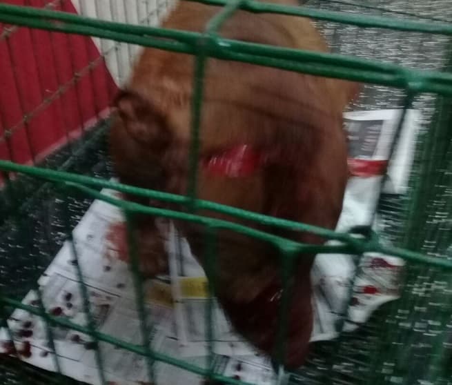 Pitbull es asesinado a machetazos