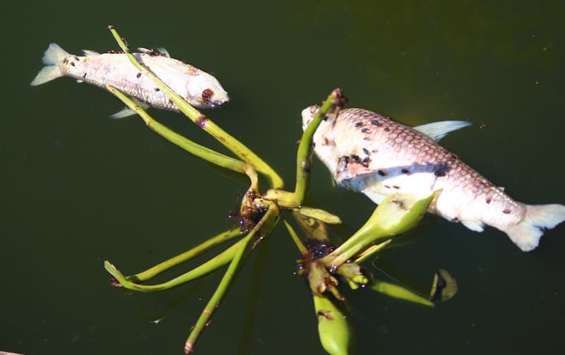 Pobladores de Tablada Nueva denuncian desidia de la SEAM