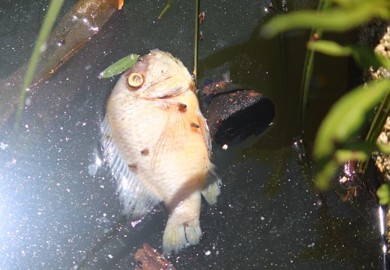 Basurales causaron mortandad de peces en Tablada, según SEAM