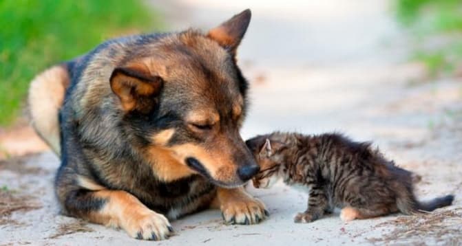 Ante matanza de gatos, emprenden campaña de protección