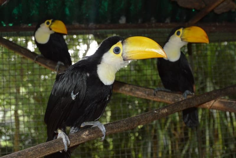 Tucanes despojados de su hábitat fueron rescatados