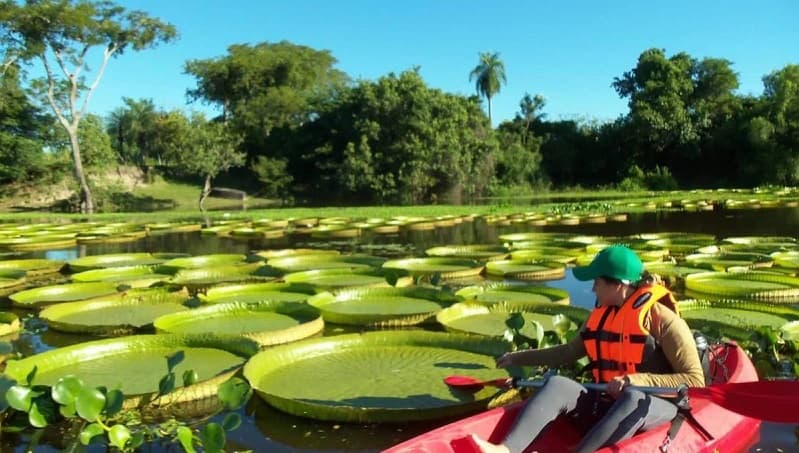 Invitan a festival de Yacaré Yrupê