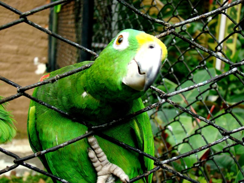 Lorito óga: la caricatura de la cultura machista del paraguayo