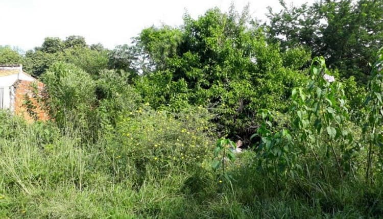 Con sanciones buscan reducir casos de dengue