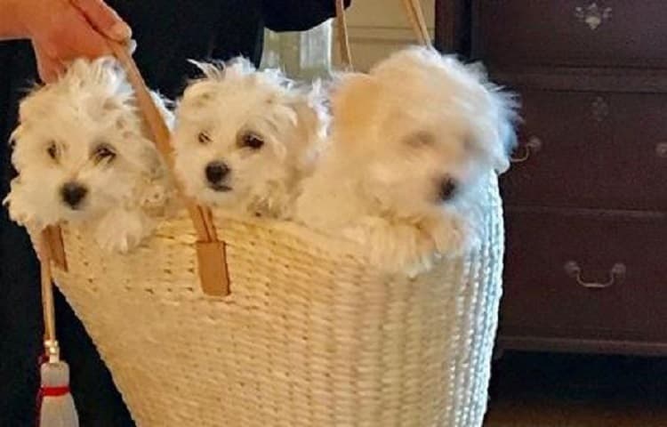 Reconocida actriz duplicó su perro mediante clonación