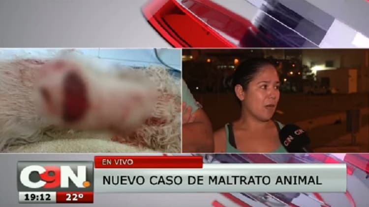 Atacan con machetillo a un caniche