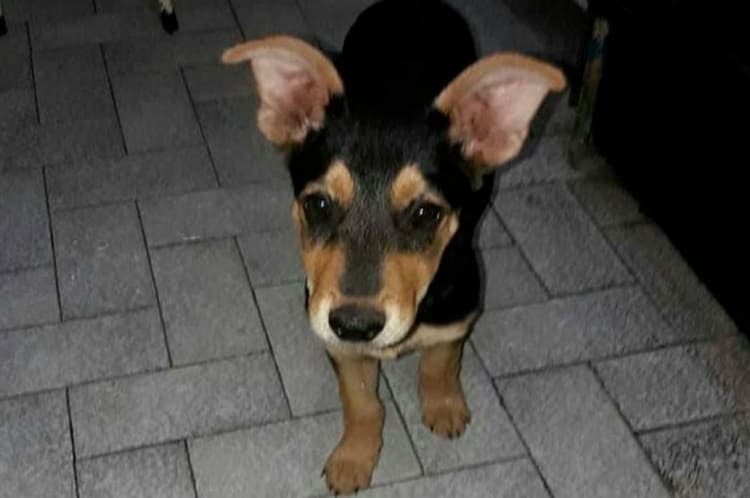 Mató a mascota de niño por comerse su asado