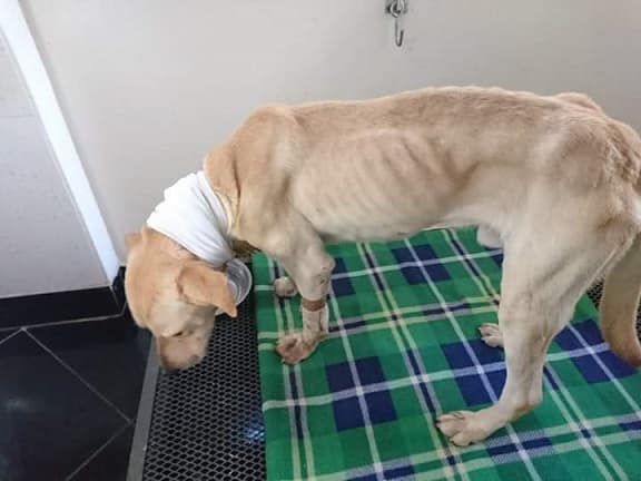 Conocido locutor es acusado de criminal maltrato animal