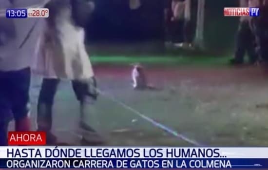 Denuncian maltrato animal en fiesta de San Juan