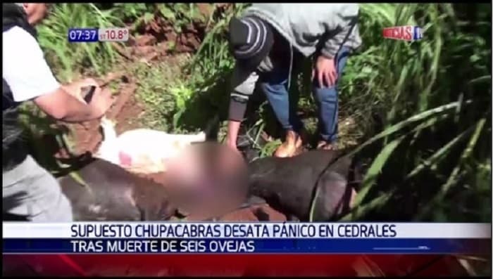 Chupacabras ataca a animales de una estancia, aseguran pobladores