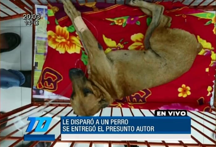 Se entrega hombre acusado de balear a un perro