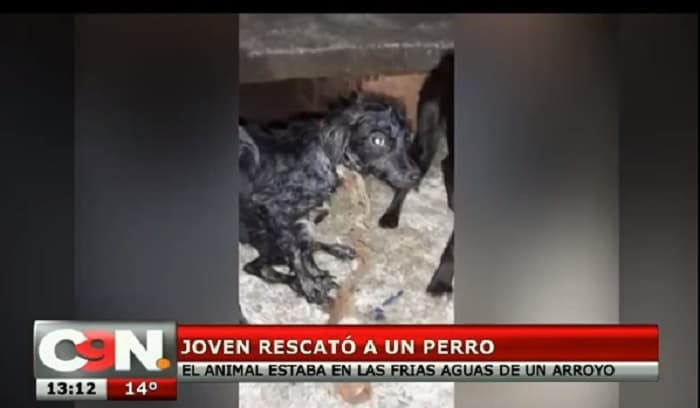 Joven rescató a perro lanzado a arroyo atado a una piedra