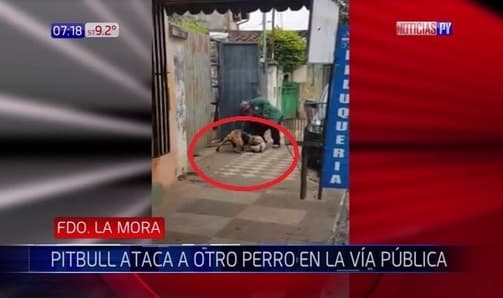 Captan ataque de pitbull a otra mascota