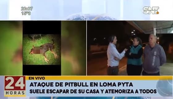 Ataque de pitbull deja una mascota muerta