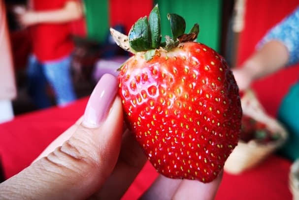 Areguá inicia temporada de frutillas con grandes expectativas