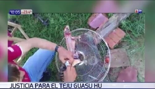 G. 406 millones de multa para hombre que despellejó un Teju Guasu