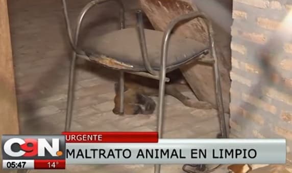 Denuncian muerte de un can a causa de abandono