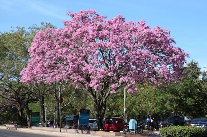 Anuncian ambiente fresco a cálido para este domingo