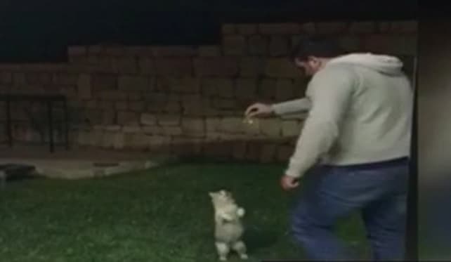 Recuerdan que maltrato animal tiene pena de hasta dos años de cárcel