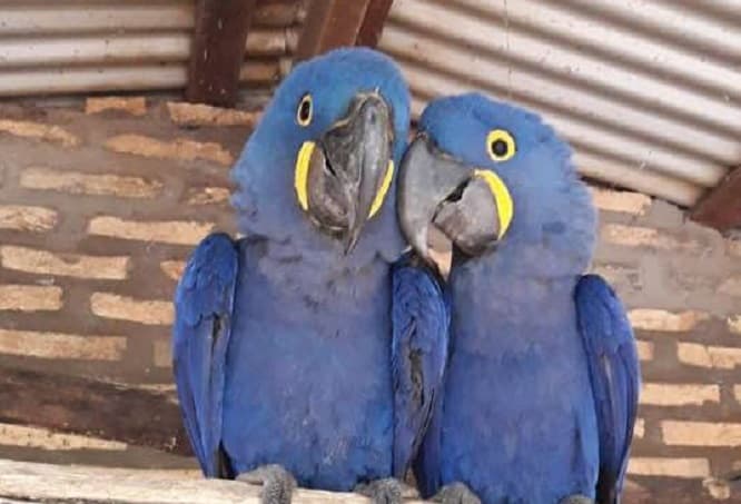 Guacamayos rescatados se encuentran en buen estado y protegidos en el zoo