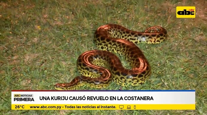 Rescatan a una kuriju de la Costanera