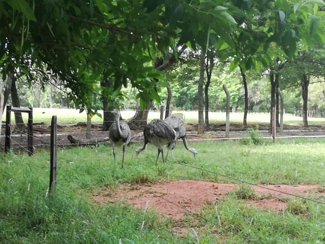 Zoológico de Asunción presenta estado de abandono