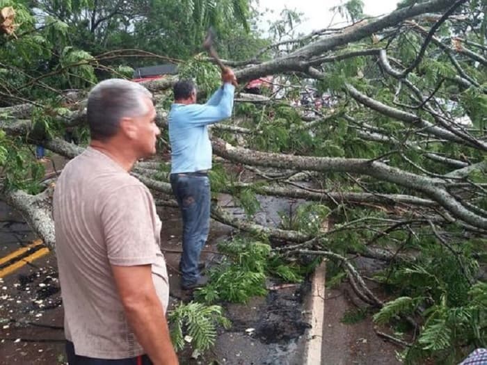 Mujer sufre caída de árbol durante tormenta y muere