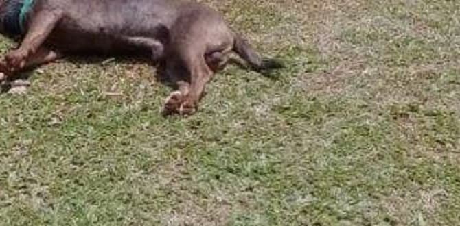 Can murió por estar atado bajo el sol, sin agua y comida, denuncian