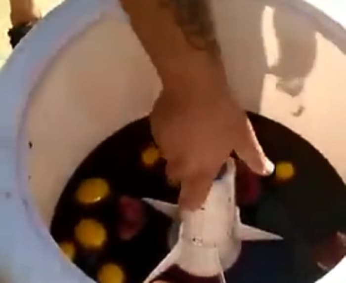 Insólito: Preparan sangría en lavarropas en plena playa