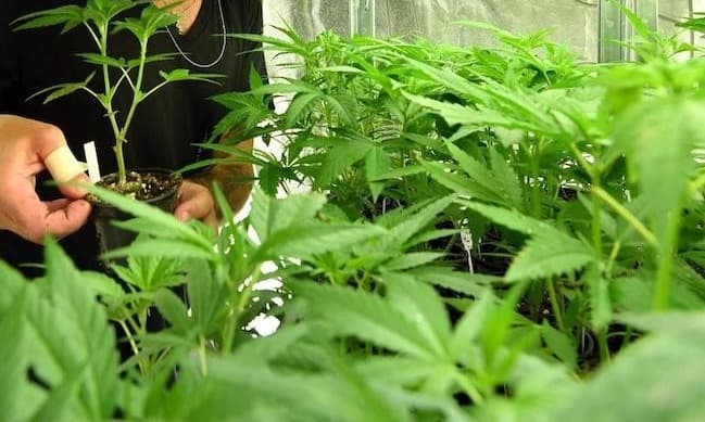 Payo presentará plan de legalización de marihuana ante el Senado