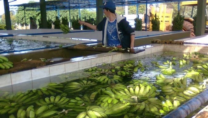 MAG se enfocará en impulsar siete rubros agrícolas