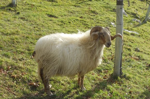 Mujer muere al ser atacada por una oveja