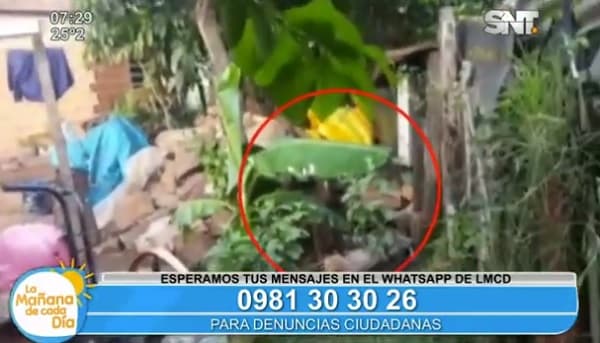 Denuncian brutal ataque de pitbull en Lambaré